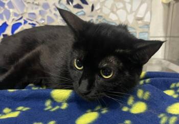 Domestic Short Hair Cats Available for Adoption - SAM | PetCurious