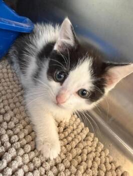 Domestic Short Hair Cats Available for Adoption in Maryville, Missouri - Oreo | PetCurious