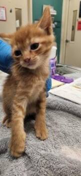 OG -  Domestic Short Hair Cat for Adoption in Fishers, Indiana - OG | PetCurious