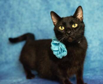 Rescue American Shorthair Cats for Adoption in Rixeyville, Virginia - Diamond | PetCurious