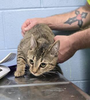 Domestic Short Hair Cats Available for Adoption in Evansville, Indiana - Peanut | PetCurious