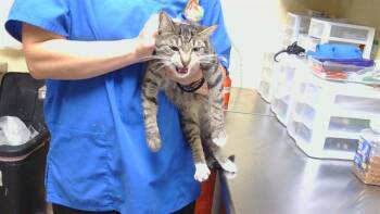 CHIP MYSTERY -  Domestic Short Hair Cat for Adoption in Cookeville, Tennessee - CHIP MYSTERY | PetCurious