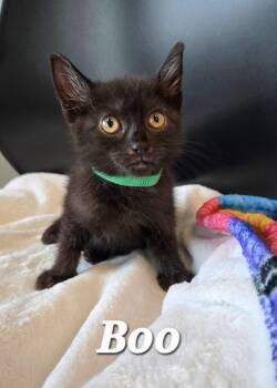 Boo -  Domestic Short Hair Cat for Adoption in Sidney, Ohio - Boo | PetCurious