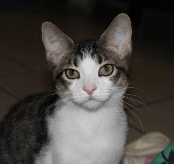 Buster - Brother of Chester, Bitsy and Bentley -  Domestic Short Hair Cat for Adoption - Buster - Brother Of Chester, Bitsy And Bentley | PetCurious