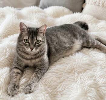 Muffin -  Domestic Short Hair Cat for Adoption in Midlothian, Texas - Muffin | PetCurious