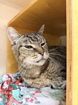 Luka -  Domestic Short Hair Cat for Adoption in Bellevue, Washington - Luka | PetCurious