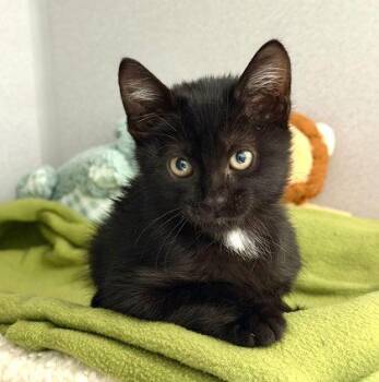 Echo -  Domestic Short Hair Cat for Adoption in Sacramento, California - Echo | PetCurious
