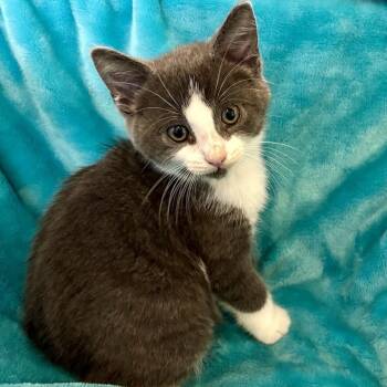 Billy -  Domestic Short Hair Cat for Adoption in Ottawa, Ontario - Billy | PetCurious