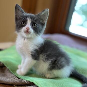 Bam -  Domestic Short Hair Cat for Adoption in Uniontown, Pennsylvania - Bam | PetCurious
