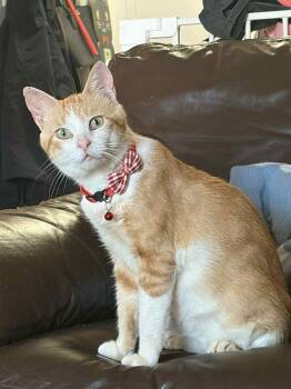 Rescue Domestic Short Hair Cats for Adoption in Arthur, Ontario - Carmine | PetCurious