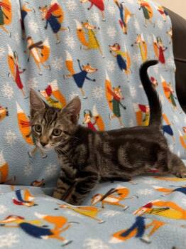 Jean-Luc -  Domestic Short Hair Cat for Adoption in Newberg, Oregon - Jean-Luc | PetCurious