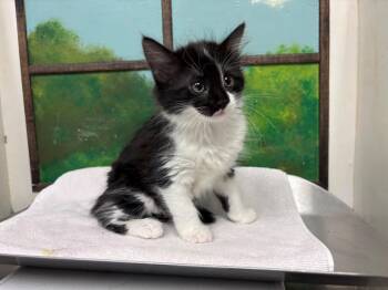 SOPHIA -  Domestic Short Hair Cat for Adoption in Houston, Texas - SOPHIA | PetCurious