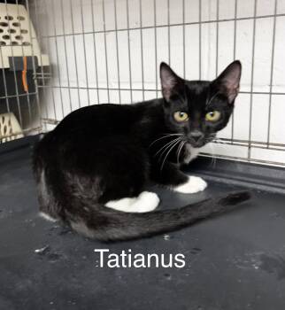 Tatianus -  Tuxedo and Domestic Short Hair Cat for Adoption in Ringwood, New Jersey - Tatianus | PetCurious
