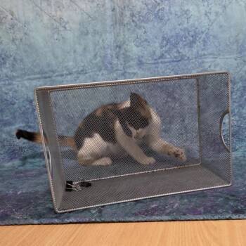 Patches -  Domestic Short Hair Cat for Adoption in Santa Rosa, California - Patches | PetCurious