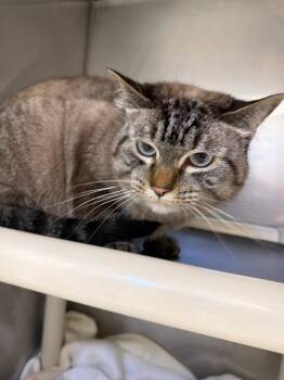 Ash -  Siamese Cat for Adoption in Pomona, New York - Ash | PetCurious