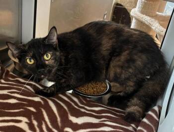 Chili -  Domestic Short Hair Cat for Adoption in Sidney, Ohio - Chili | PetCurious