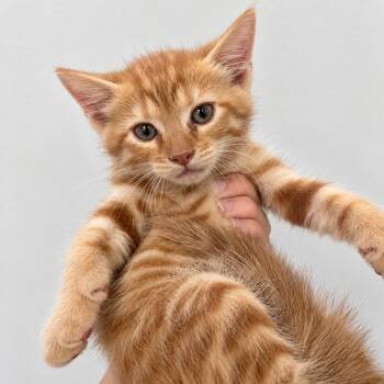 Kit Kat 28 -  Domestic Short Hair Cat for Adoption in Austin, Texas - Kit Kat 28 | PetCurious