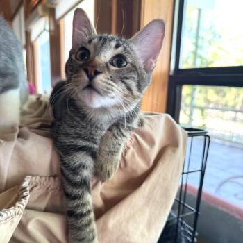 Tommy 3 -  Domestic Short Hair Cat for Adoption in Bulverde, Texas - Tommy 3 | PetCurious