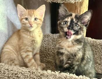 Ollie and Mollie -  Domestic Short Hair Cat for Adoption in Lenexa, Kansas - Ollie And Mollie | PetCurious