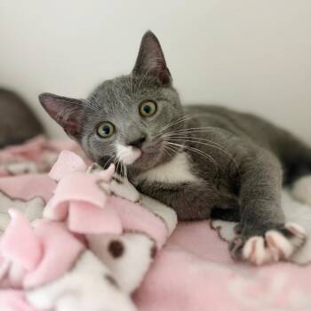 Scraps -  Domestic Short Hair Cat Available for Adoption in Cumming, Georgia - Scraps | PetCurious