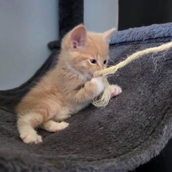 Genoa C11536 -  Domestic Short Hair Cat for Adoption - Genoa C11536 | PetCurious