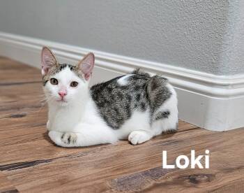 Rescue Domestic Short Hair Cats for Adoption in San Jacinto, California - Loki | PetCurious
