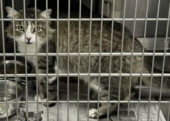 Domestic Medium Hair Cats Available for Adoption - Keira | PetCurious