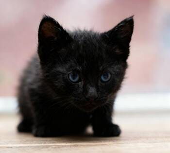Domestic Short Hair Cats Available for Adoption in Cottonwood, Arizona - Inara | PetCurious