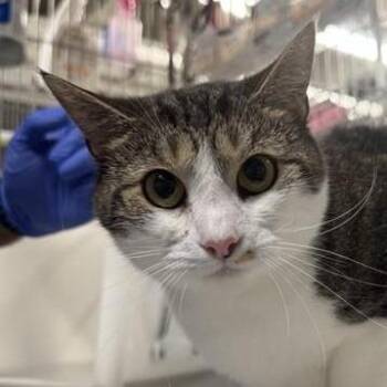 Domestic Short Hair Cats Available for Adoption in New York, New York - Midge | PetCurious