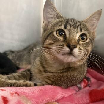 Octavia -  Domestic Short Hair Cat for Adoption in Sunrise, Florida - Octavia | PetCurious