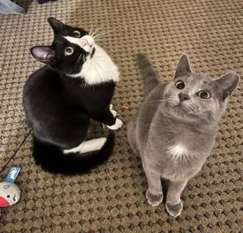 Calista & June -  Domestic Short Hair Cat Available for Adoption in Lemoyne, Pennsylvania - Calista & June | PetCurious