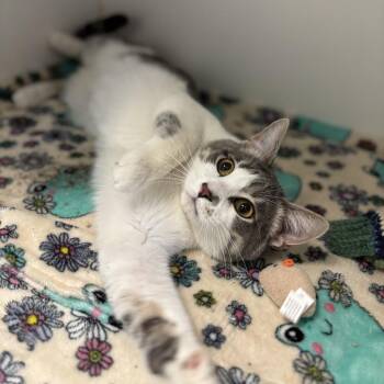 Shenanigans -  Domestic Short Hair Cat for Adoption in Fargo, North Dakota - Shenanigans | PetCurious
