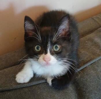 Luke -  Domestic Short Hair Cat for Adoption in Cromwell, Kentucky - Luke | PetCurious
