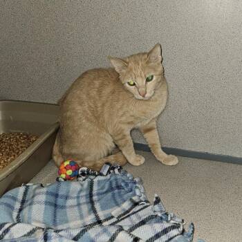 Willow -  Domestic Short Hair Cat for Adoption in Cedar Rapids, Iowa - Willow | PetCurious