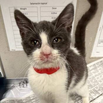 Rescue Domestic Short Hair Cats for Adoption in Yuma, Arizona - Meli | PetCurious