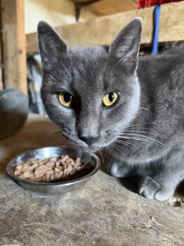 Rescue Domestic Short Hair Cats for Adoption in Elko New Market, Minnesota - Iris | PetCurious