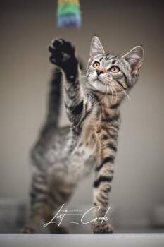 Jordan -  Domestic Short Hair Cat for Adoption in Kalispell, Montana - Jordan | PetCurious