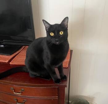 Rescue Bombay Cats for Adoption in Huntington Beach, California - Black Jack | PetCurious