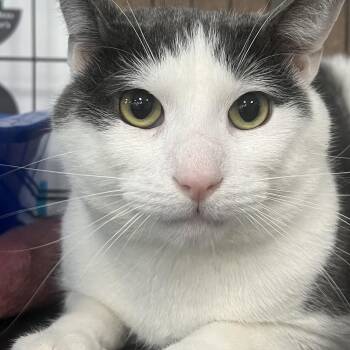 Zeus -  Domestic Short Hair Cat for Adoption in Johnston, Rhode Island - Zeus | PetCurious