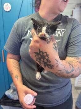 Kane -  Domestic Short Hair Cat for Adoption in Johnson City, Tennessee - Kane | PetCurious