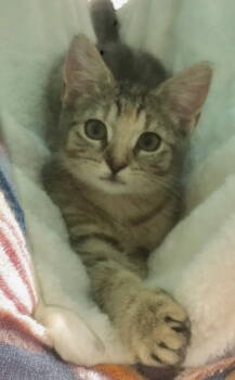 Rescue Domestic Short Hair Cats for Adoption in Champaign, Illinois - Daisy | PetCurious