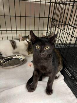 Cleo -  Bombay and Domestic Short Hair Cat for Adoption in Walnut Creek, California - Cleo | PetCurious