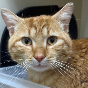 Domestic Medium Hair Cats Available for Adoption - Chief Bogo | PetCurious