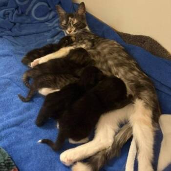 Tazabelle -  Domestic Short Hair Cat for Adoption - Tazabelle | PetCurious