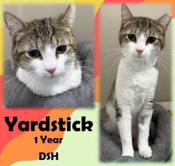 Yardstick -  Domestic Short Hair Cat for Adoption in Franklin, Indiana - Yardstick | PetCurious