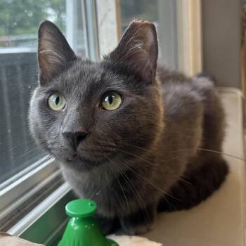 Chico -  Domestic Short Hair Cat for Adoption in Wilmington, Delaware - Chico | PetCurious