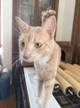 Rescue Domestic Short Hair Cats for Adoption in Berkeley Heights, New Jersey - Mitch | PetCurious