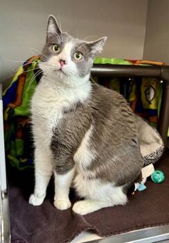 Domestic Short Hair Cats Available for Adoption in Kalamazoo, Michigan - JOSHUA | PetCurious