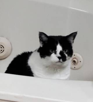 Smudge 0949 -  Domestic Short Hair Cat for Adoption in Dallas, Texas - Smudge 0949 | PetCurious
