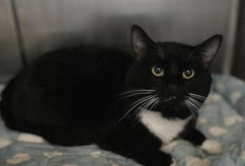 Domestic Short Hair Cats Available for Adoption - Leonard | PetCurious